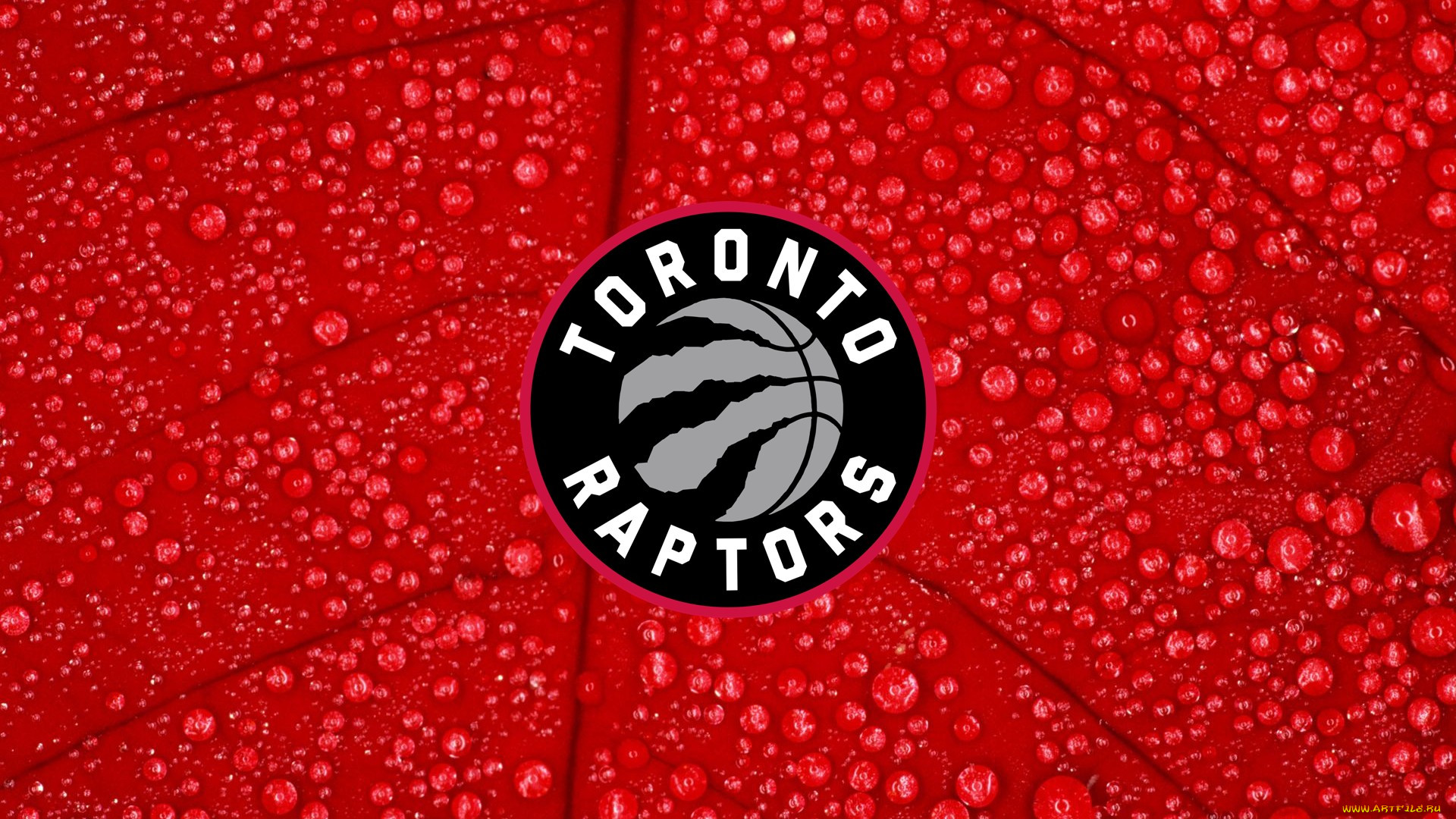 ,  , toronto, raptors, , 